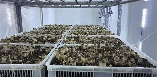 草菇工廠化三次發酵技術突破與廢水治理新策略